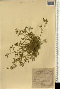 Astragalus bombycinus Boiss., Зарубежная Азия (ASIA) (Ирак)