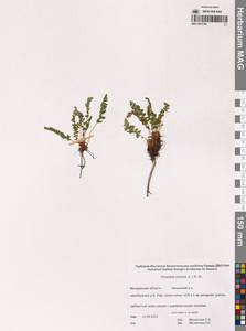 Вудсия эльбская (L.) R.Br., Сибирь, Чукотка и Камчатка (S7) (Россия)