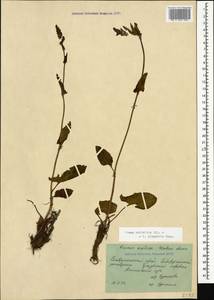 Rumex scutatus subsp. scutatus, Кавказ, Ставропольский край, Карачаево-Черкесия, Кабардино-Балкария (K1b) (Россия)