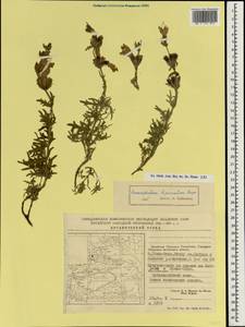 Змееголовник дваждыперистый Rupr., Зарубежная Азия (ASIA) (КНР)