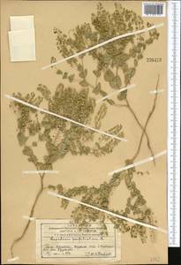 Клоповник пронзеннолистный L., Средняя Азия и Казахстан, Западный Тянь-Шань и Каратау (M3) (Казахстан)