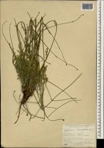 Cephalaria microcephala Boiss., Зарубежная Азия (ASIA) (Турция)