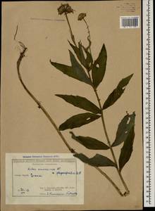 Кемуляриелла кавказская (Willd.) Tamamsch., Кавказ, Грузия (K4) (Грузия)