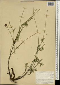 Scabiosa crinita Kotschy & Boiss., Зарубежная Азия (ASIA) (Турция)