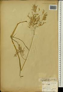Eragrostis tremula Hochst. ex Steud., Африка (AFR)