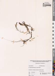 Уруть мутовчатая L., Сибирь, Чукотка и Камчатка (S7) (Россия)