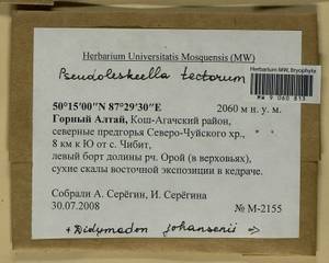 Husnotiella johansenii (R.S. Williams) J.A. Jiménez & M.J. Cano, Гербарий мохообразных, Мхи - Западная Сибирь (включая Алтай) (B15) (Россия)