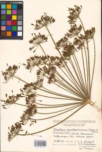 Борщевик Мантегацци Sommier & Levier, Восточная Европа, Московская область и Москва (E4a) (Россия)