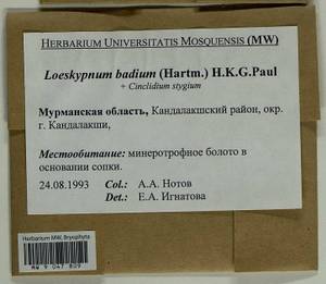 Warnstorfia badia (Hartm.) W.R. Buck & Goffinet, Гербарий мохообразных, Мхи - Карелия, Ленинградская и Мурманская области (B4) (Россия)