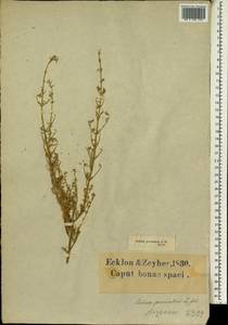 Galenia procumbens L. fil., Африка (AFR) (ЮАР)
