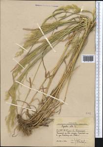 Полевица, Средняя Азия и Казахстан, Западный Тянь-Шань и Каратау (M3) (Узбекистан)