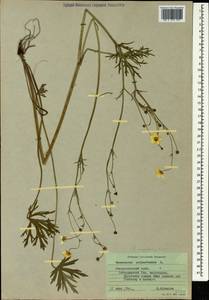 Ranunculus polyanthemos subsp. meyerianus (Rupr.) Elenevsky & Derv.-Sokol., Кавказ, Ставропольский край, Карачаево-Черкесия, Кабардино-Балкария (K1b) (Россия)