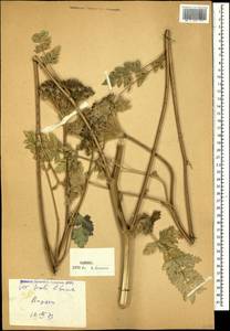 Жабрица порезниковая (L.) W. D. J. Koch, Кавказ, Грузия (K4) (Грузия)