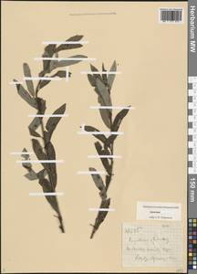 Ива, Кавказ, Армения (K5) (Армения)