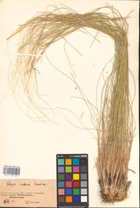 Ковыль Залесского Wilensky, Восточная Европа, Восточный район (E10) (Россия)