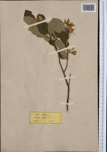 Styrax officinalis L., Западная Европа (EUR) (Греция)