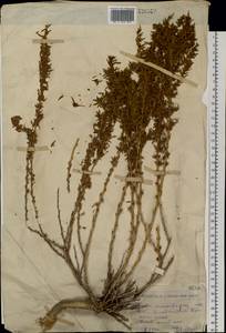 Терескен хохолковый (L.) Gueldenst., Сибирь, Западный (Казахстанский) Алтай (S2a) (Казахстан)