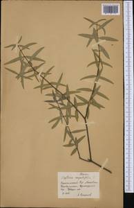 Phillyrea angustifolia L., Западная Европа (EUR) (Россия)