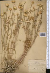 Наголоватка Крашенинникова Iljin, Средняя Азия и Казахстан, Муюнкумы, Прибалхашье и Бетпак-Дала (M9) (Казахстан)