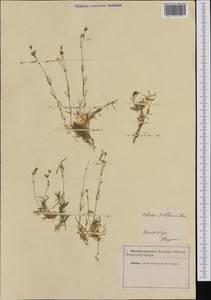 Минуарция Виларса (Balbis) Rchb., Западная Европа (EUR) (Неизвестно)