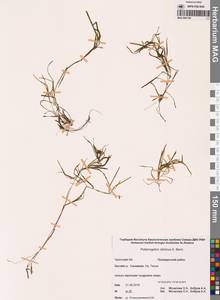 Рдест сибирский A.Benn., Сибирь, Чукотка и Камчатка (S7) (Россия)