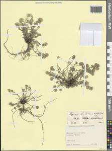 Odontarrhena tortuosa subsp. tortuosa, Кавказ, Дагестан (K2) (Россия)