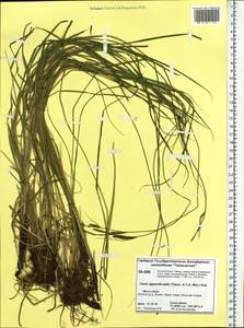 Осока придатконосная (Trautv. & C.A.Mey.) Kük., Сибирь, Центральная Сибирь (S3) (Россия)