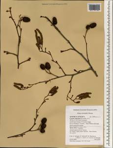 Alnus orientalis Decne., Зарубежная Азия (ASIA) (Кипр)