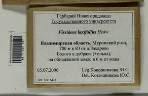 Fissidens taxifolius Hedw., Гербарий мохообразных, Мхи - Центральное Нечерноземье (B6) (Россия)
