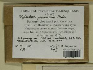 Polytrichum juniperinum Hedw., Гербарий мохообразных, Мхи - Карелия, Ленинградская и Мурманская области (B4) (Россия)