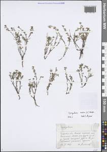 Торичник приморский, Торичник морской (L.) Besser, Восточная Европа, Центральный район (E4) (Россия)