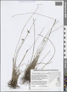 Фимбристилис зонтиковидный R.Br., Зарубежная Азия (ASIA) (ОАЭ)