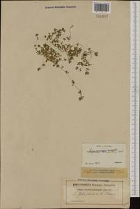 Trifolium michelianum Savi, Западная Европа (EUR) (Франция)