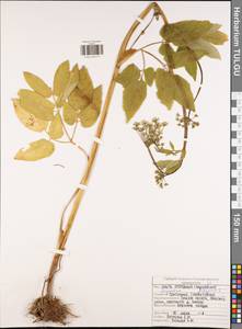 Сныть обыкновенная L., Восточная Европа, Центральный район (E4) (Россия)