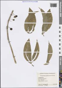 Купена гладкая K.Koch, Кавказ, Азербайджан (K6) (Азербайджан)