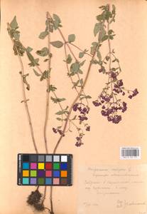 MHA 0 156 777, Душица обыкновенная L., Восточная Европа, Центральный лесостепной район (E6) (Россия)