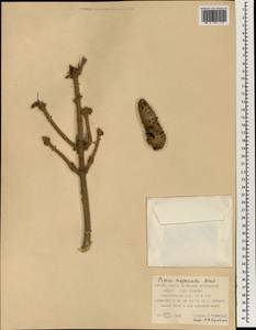 Picea asperata Mast., Зарубежная Азия (ASIA) (КНР)