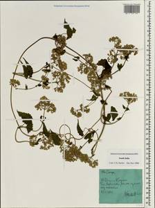 Asteraceae, Зарубежная Азия (ASIA) (Индия)