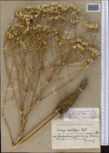 Прангос противозубный (Pall.) Herrnst. & Heyn, Средняя Азия и Казахстан, Прикаспийский Устюрт и Северное Приаралье (M8) (Казахстан)