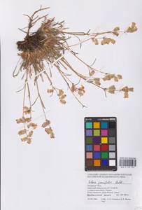 Смолевка хамарская Turcz., Сибирь, Западная Сибирь (S1) (Россия)