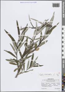 Ива прутовидная, Ива корзиночная L., Восточная Европа, Средневолжский район (E8) (Россия)