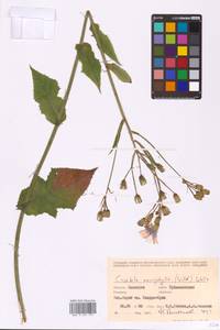 Латук крупнолистный (Willd.) A. Gray, Восточная Европа, Восточный район (E10) (Россия)