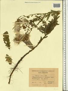 Cirsium arvense var. integrifolium Wimm. & Grab., Восточная Европа, Молдавия (E13a) (Молдавия)