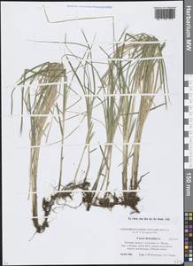 Осока трясунковидная L., Восточная Европа, Эстония (E2c) (Эстония)
