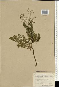 Василисник растопыренный Stephan ex Willd., Монголия (MONG) (Монголия)