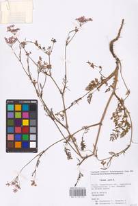 Тмин обыкновенный L., Восточная Европа, Восточный район (E10) (Россия)