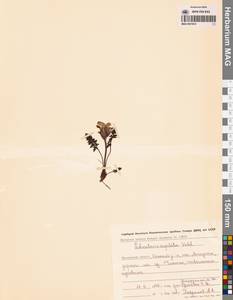 Мытник головчатый Adams, Сибирь, Чукотка и Камчатка (S7) (Россия)