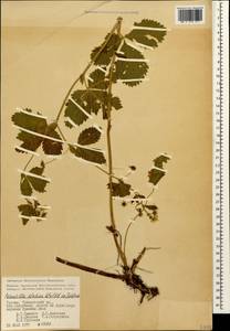 Лапчатка высокая Willd. ex Schltdl., Кавказ, Грузия (K4) (Грузия)