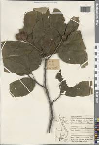 Castanea mollissima Blume, Зарубежная Азия (ASIA) (Вьетнам)