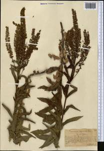 Вероника ненастоящая, Вероника сомнительная L., Средняя Азия и Казахстан, Северный и Центральный Тянь-Шань (M4) (Казахстан)